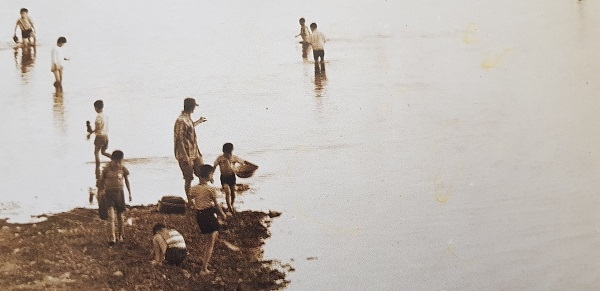 60년대 대전천에서 물고기를 잡고 있다.