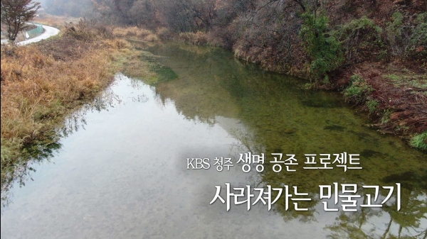 KBS청주방송국이 '생명공존 프로젝트 사라져가는 민물고기' 미니 다큐멘터리를 29일 방송한다.