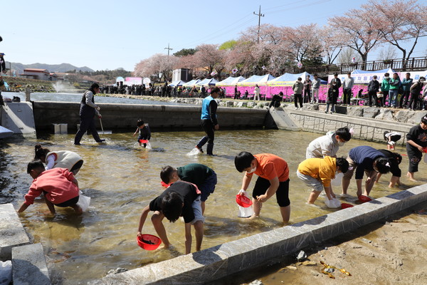금산군 금산천 벚꽃축제 모습